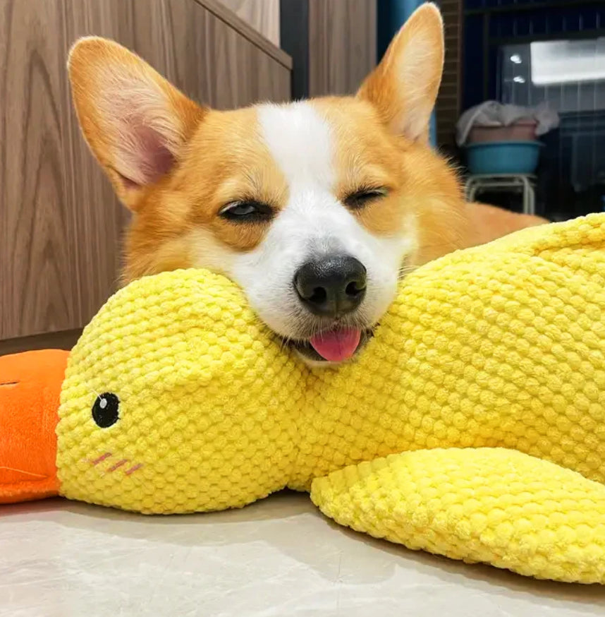 Chien sur une peluche canard anti stress