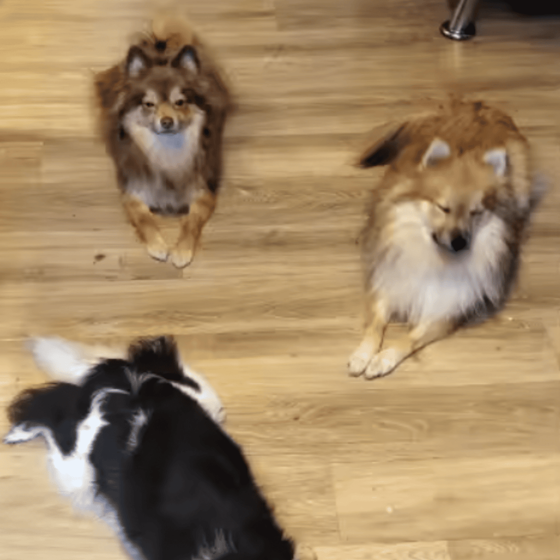 Quel cadeau offrir à son chien ? Le guide complet pour faire le bon choix