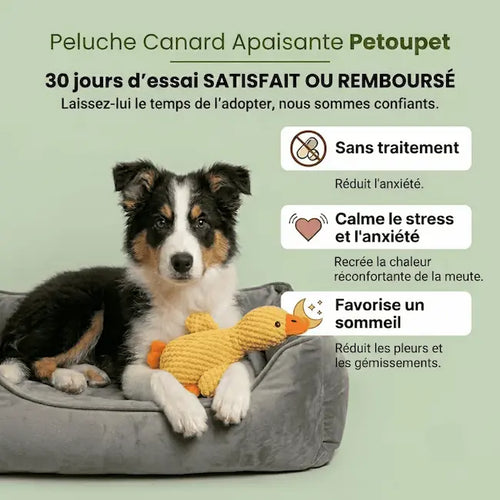 Le Canard Apaisant — Doudou anti-stress pour chien