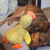 Photographie en gros plan d'un grand chien marron dormant paisiblement, blotti contre sa peluche canard jaune Petoupet. Le jouet apaisant aide à créer un sentiment de sécurité et favorise un sommeil réparateur, réduisant le stress naturellement.
