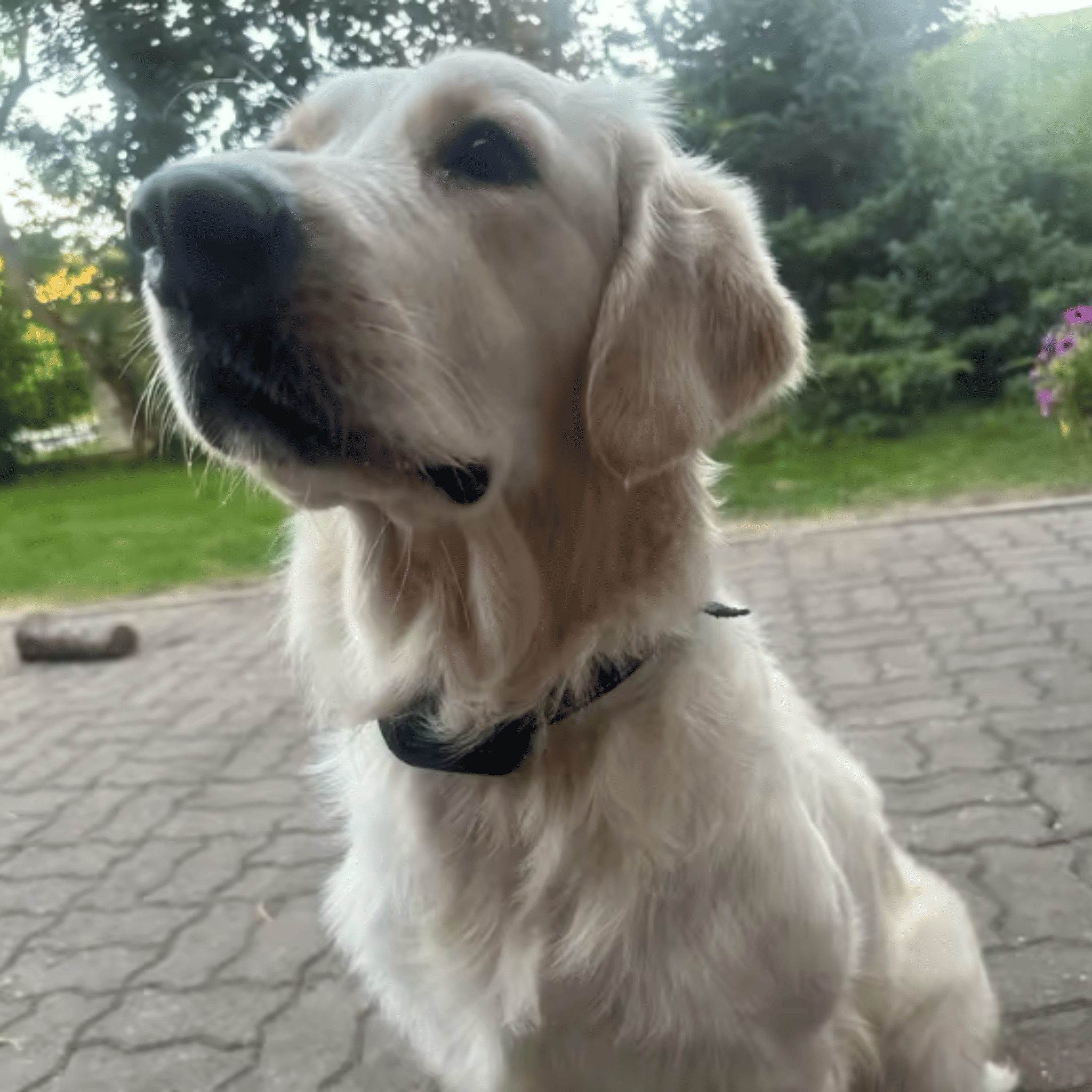 Image de garantie 30 jours pour le collier anti-aboiement avec à gauche le collier tenu dans la main d'une personne
