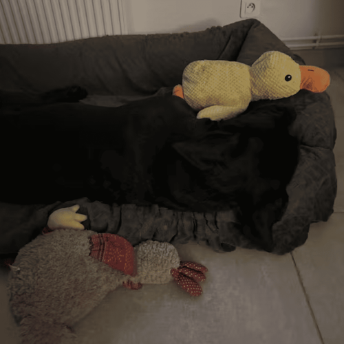 Peluche anti stress Chien