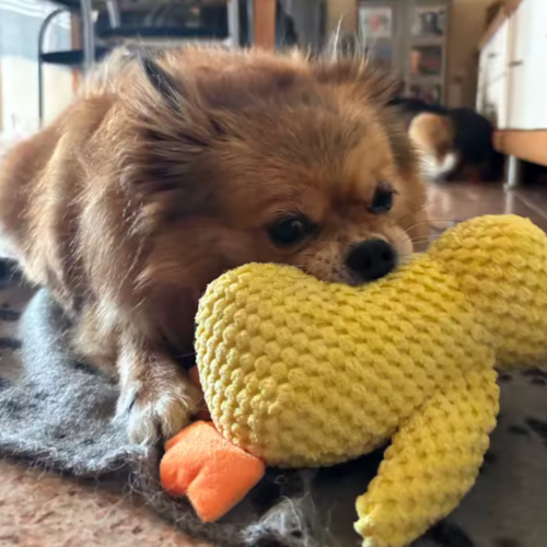 Peluche Anti-Stress pour Chien | Doudou Canard Apaisant