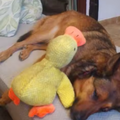 Peluche Anti-Stress pour Chien | Doudou Canard Apaisant