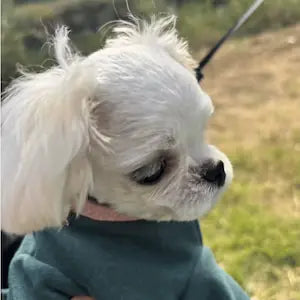 Chien dans un sac avec une laisse