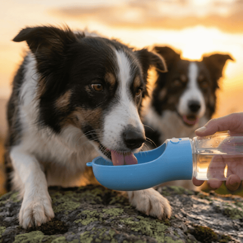 Gourde de Voyage Anti-Fuite pour Chien
